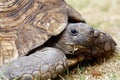 Tortoise recoiling into shell Royalty Free Stock Photo