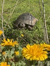 Tortoise rocky terrain Royalty Free Stock Photo