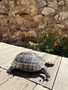 Tortoise rocky terrain Royalty Free Stock Photo