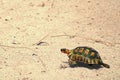 A Fast Tortoise Royalty Free Stock Photo