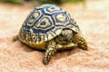 Tortoise on the sand (Testudo hermanni)