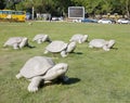 Tortoise sculptures, adobe rgb