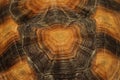 Tortoise shell abstract Royalty Free Stock Photo