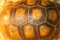 Tortoise shell background Royalty Free Stock Photo