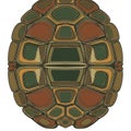 Tortoise shell. The design features interconnected polygons in shades of Royalty Free Stock Photo