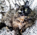 Tortoise Shell female main Coon mix cat starring fixed at camera