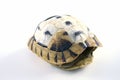 Tortoise shell Royalty Free Stock Photo