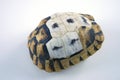 Tortoise shell Royalty Free Stock Photo