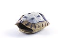 Tortoise shell Royalty Free Stock Photo