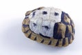 Tortoise shell Royalty Free Stock Photo
