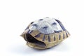 Tortoise shell Royalty Free Stock Photo
