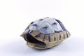 Tortoise shell Royalty Free Stock Photo
