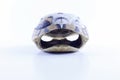 Tortoise shell Royalty Free Stock Photo