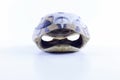 Tortoise shell Royalty Free Stock Photo