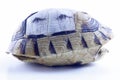 Tortoise shell Royalty Free Stock Photo