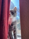 Tortoise shell kitten sitting in the widow seal looking for birdie snacks.