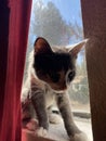 Tortoise shell kitten sitting in the widow seal looking for birdie snacks.