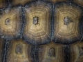 Close Up of Tortoise Shell Texture Showing Natural Patterns and Details Royalty Free Stock Photo