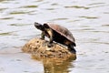 Tortoise sitting on rock