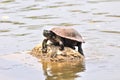 Tortoise sitting on rock