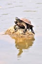 Tortoise sitting on rock
