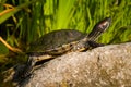 Tortoise sitting on stone