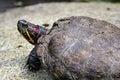 Tortoise sitting on stone