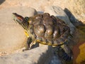 Tortoise sitting on stones