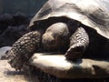 Tortoise Sleeping and Sun Bathing Royalty Free Stock Photo