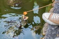 Feeding a tortoise in a pond Royalty Free Stock Photo