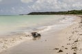 Tortoise stranded at the beach at Ponta Preta in the island of C