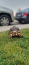 Tortoise taking a stroll in the green neighborhood