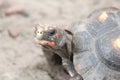 Tortoise (Testudinidae) Royalty Free Stock Photo