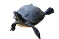 tortoise (Testudinidae Royalty Free Stock Photo