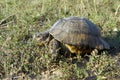 Tortoise - Testudo graeca ibera Royalty Free Stock Photo