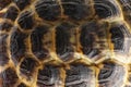 Tortoise - testudo horsfieldii - carapace close up