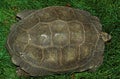TORTOISE, TO VIEW OF CARAPACE Royalty Free Stock Photo