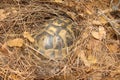 Tortoise. Tortoise hiding among the leaves, Greek tortoise. Tortoise hiding in shell in nature, Turtle. Camouflaged Animals. Repti