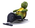 Tortoise training on a rowing machine