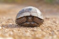 Tortoise Turtel Reptile