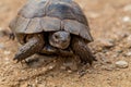 Tortoise Turtel Reptile