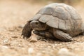 Tortoise Turtel Reptile