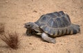 Tortoise, turtle Royalty Free Stock Photo