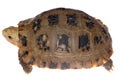 Tortoise turtle Royalty Free Stock Photo