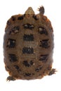 Tortoise turtle Royalty Free Stock Photo