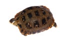 Tortoise turtle Royalty Free Stock Photo