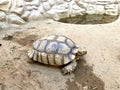 Tortoise turtle on the ground Royalty Free Stock Photo