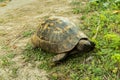 tortoise turtle slowly moving through the scene on green grass . Royalty Free Stock Photo