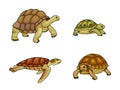 Tortoise and turtle - vector illustration Royalty Free Stock Photo