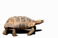 Tortoise, Turtle, White Background, Cut Out, Hermann`s Tortoise